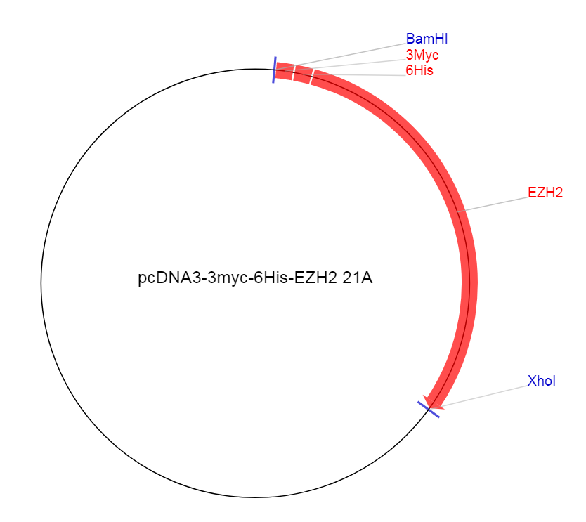 pcDNA3-3myc-6His-EZH2 21A质粒图谱
